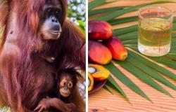 Giving orangutans to countries that buy palm oil, Malaysia’s absurd idea to safeguard wildlife