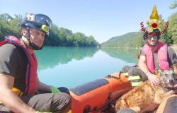 Dog falls into the Isonzo river in Gorizia, saved by firefighters • The Goriziano