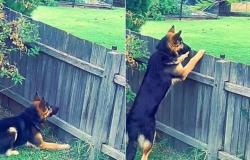 Yirri the dog spends her days staring at the fence at home, which will make you see double