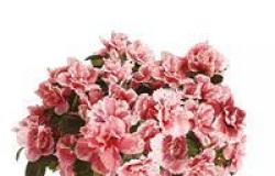 The Airca Lucca Research Azalea returns Mother’s Day 2024 in Lucca and surrounding areas
