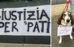 Catanzaro, citizens and associations are calling for justice for the dog Pati
