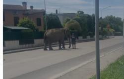 The elephant Bamby escapes from the circus and strolls through the city streets