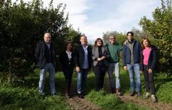 The Clementine di Calabria PGI consortium presents the new production specifications