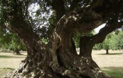 The potential of the carob tree illustrated in a conference in Ragusa –