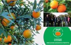 Clementines of Calabria PGI. The consortium presents the new production specifications