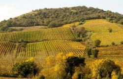 8 of the best wines of the Tuscan Maremma under 20 euros chosen by Gambero Rosso