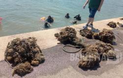 Barletta NEWS24 | Lega Navale, the Sub group recovers waste in the body of water in front of the headquarters