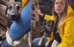 Brazil, the dog hugs the vet’s leg after the rescue: “I was moved”