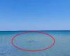 VIDEOS | Sardinia, shark swims ashore in Villasimius: panic on the beach