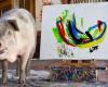 Goodbye to Pigcasso, the pig painter: “With the sale of his paintings he helped many animals”