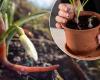 Earthworms in pots or in the garden, how to avoid an infestation and remove them permanently