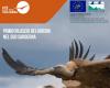 LIFE Safe for Vultures, a reportage and a public meeting to talk about the release of the first griffon vultures in Southern Sardinia