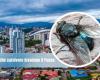 Flesh-eating flies, a state of emergency declared: these citizens are worried