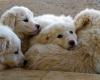 Padua. They kill six Maremma puppies with shovels, two shepherds in trouble