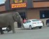 Montana, elephant escapes from circus: traffic blocked on the streets of Butte
