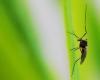 The first case of Dengue fever has been confirmed in Valle d’Aosta