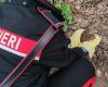 Maida (CZ). The Carabinieri rescue and save two protected species