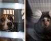 Verona, seizure of 25 animals including dogs and monkeys used in the laboratory