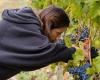 Meanwhile, winemakers in Abruzzo are still waiting for interventions for the damage caused by downy mildew – Corriere Peligno