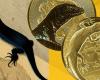 THREE EURO COINS in gold and silver for the BLACK LIZARD