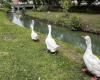 Treviso, new houses for the 17 geese of the Peninsula of Paradise: “They will serve to protect the eggs” | Today Treviso | News