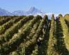 Peronospora damage, winemakers await compensation – Abruzzo