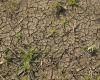 Drought in Sicily: 6.9 million euros for farmers – Animal husbandry