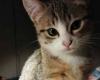 Animal rights associations: “The cat shelter project in Lucca is good”