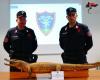 Asti, Forest Carabinieri find stuffed crocodile