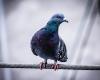 Legal battle by animal rights activists to save urban pigeons in Piedmont