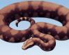 A gigantic snake discovered in India: the Vasuki Indicus, as long as a school bus