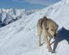 A stray dog ​​follows a skier and together they accomplish a feat in the mountains