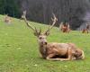 Zombie deer disease, two hunters dead from prion infection: “First possible cases”