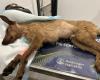 Dying dog thrown into a dumpster in Palermo: now fighting to save himself