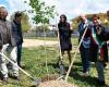 The Tommaso Forti park in Fiumicino is enriched with 100 trees