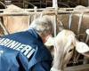 Milk and cheese, maxi searches in Colli al Metauro and Jesi. The Nas seized 200 tons. The Fattorie Marchigiane consortium is involved
