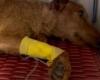 The dog found dying among the waste in Palermo, hope is rekindled: “Honey is awake and seems alert”
