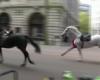 Army horses fleeing and out of control, fear in central London: several injured and damage to vehicles