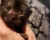 The story of Warrior, the cat abandoned the day he was born: “He fought like a warrior”