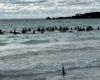Australia, 140 whales stranded near Dunsborough. 28 cetaceans dead, save the others