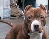 41-year-old mauled to death by his pit bull in the Bronx – La Voce di New York