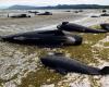 Dozens of pilot whales dead after mass stranding in Western Australia