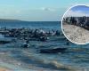Whales stranded en masse in Australia, the extraordinary effort to save them