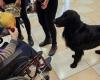 In the RSAs of Pergine it’s time for «Pet Therapy»: two dogs ready to stimulate and cheer up the guests – Pergine