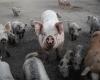 Swine fever in Italy, Parma ham at risk: exports blocked – QuiFinanza