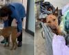 There is hope for Honey, the dog hit with a pickaxe in Palermo is taking his first steps