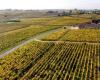 Bordeaux “En Primeur” 2023: wine merchants hope for a drop in prices to restart