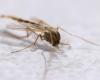 Malaria mosquito found in Puglia after half a century. What does discovery mean?
