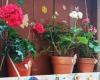 In Bitonto fifteen streets take part in the “My street in bloom” competition