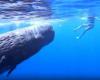 The sperm whale joins the woman in the water: what happens immediately afterwards